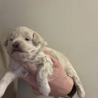Joey, a male Pomapoo for sale in Valparaiso, IN – Photo 3 of 8