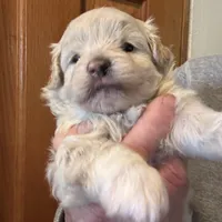 Joey, a male Pomapoo for sale in Valparaiso, IN – Photo 5 of 8