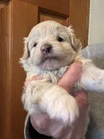 Joey, a male Pomapoo for sale in Valparaiso, IN – Photo 5 of 8