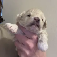 Joey, a male Pomapoo for sale in Valparaiso, IN – Photo 2 of 8