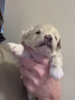 Joey, a male Pomapoo for sale in Valparaiso, IN – Photo 2 of 8