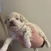 Joey, a male Pomapoo for sale in Valparaiso, IN – Photo 6 of 8