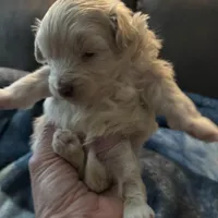 Joey, a male Pomapoo for sale in Valparaiso, IN – Photo 8 of 8