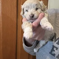 Joey, a male Pomapoo for sale in Valparaiso, IN – Photo 7 of 8