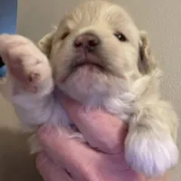 Joey, a male Pomapoo for sale in Valparaiso, IN – Photo 4 of 8