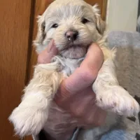 Joey, a male Pomapoo for sale in Valparaiso, IN – Photo 1 of 8