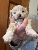 Joey, a male Pomapoo for sale in Valparaiso, IN – Photo 1 of 8