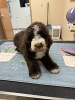 Shelby, a female Poodle - Standard  for sale in Valparaiso, IN – Photo 2 of 5