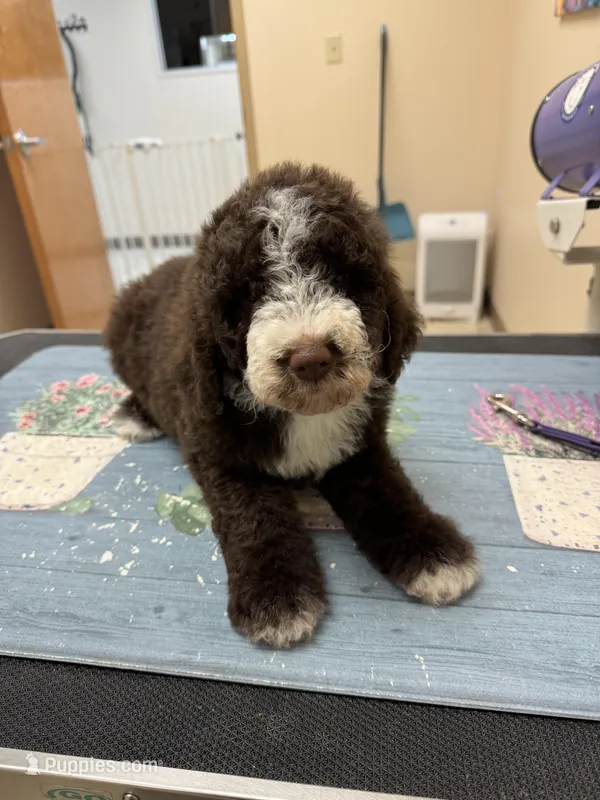 Shelby, a female Poodle - Standard  for sale in Valparaiso, IN – Photo 1 of 5