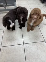 Shelby, a female Poodle - Standard  for sale in Valparaiso, IN – Photo 5 of 5