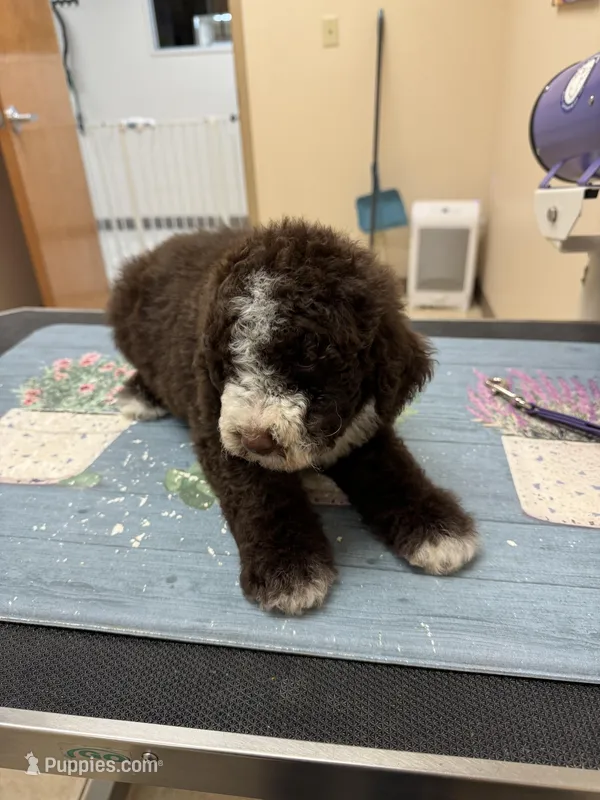 Shelby – Poodle - Standard  puppy for sale in Valparaiso, IN