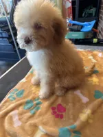 Dolly, a female Bernedoodle for sale in Valparaiso, IN – 4 of 4