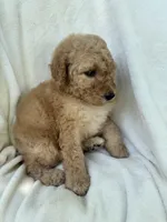 Sunny, a female Goldendoodle for sale in Valparaiso, IN – 3 of 4