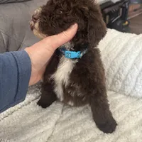Light Blue, a female Bernedoodle for sale in Valparaiso, IN – Photo 2 of 5