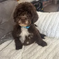 Light Blue, a female Bernedoodle for sale in Valparaiso, IN – Photo 3 of 5
