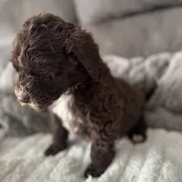 Light Blue, a female Bernedoodle for sale in Valparaiso, IN – Photo 5 of 5