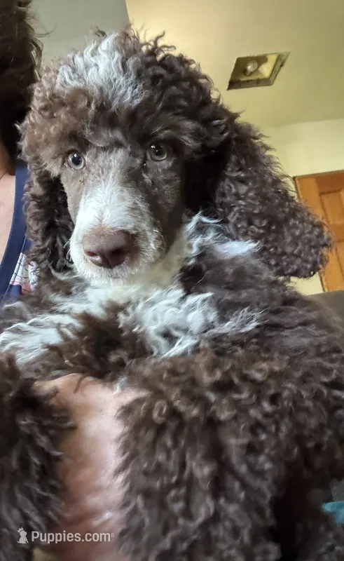Shelby – Poodle - Standard  puppy for sale in Valparaiso, IN