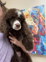 Shelby, a female Poodle - Standard  for sale in Valparaiso, IN – 4 of 10