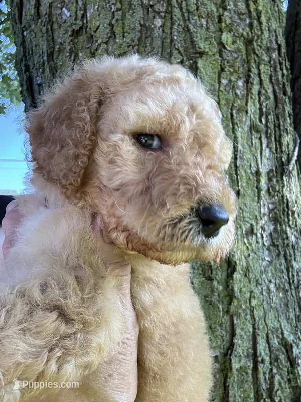 Sunny (lilac) – Goldendoodle puppy for sale in Valparaiso, IN