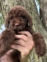 Bear, a male Goldendoodle for sale in Valparaiso, IN – 1 of 9