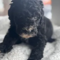 Pink, a female Bernedoodle for sale in Valparaiso, IN – Photo 1 of 4