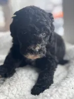 Pink, a female Bernedoodle for sale in Valparaiso, IN – Photo 1 of 4