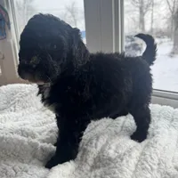 Pink, a female Bernedoodle for sale in Valparaiso, IN – Photo 4 of 4