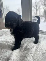 Pink, a female Bernedoodle for sale in Valparaiso, IN – Photo 4 of 4