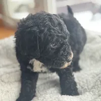 Pink, a female Bernedoodle for sale in Valparaiso, IN – Photo 3 of 4