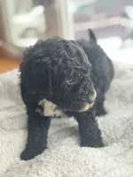 Pink, a female Bernedoodle for sale in Valparaiso, IN – Photo 3 of 4