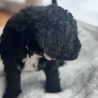 Pink, a female Bernedoodle for sale in Valparaiso, IN – Photo 2 of 4