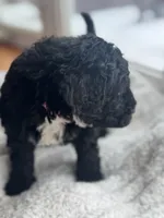 Pink, a female Bernedoodle for sale in Valparaiso, IN – Photo 2 of 4