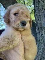 Sunny (lilac), a female Goldendoodle for sale in Valparaiso, IN – 6 of 7