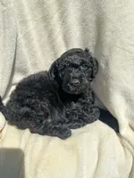 Buzz, a male Goldendoodle for sale in Valparaiso, IN – 4 of 6