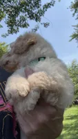 Honey, a male Goldendoodle for sale in Valparaiso, IN – 4 of 5