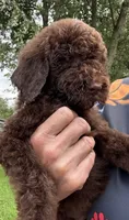 Bear, a male Goldendoodle for sale in Valparaiso, IN – 6 of 9
