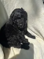 Buzz, a male Goldendoodle for sale in Valparaiso, IN – 3 of 6