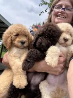 Goldie, a female Goldendoodle for sale in Valparaiso, IN – 2 of 3