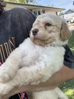 Honey, a male Goldendoodle for sale in Valparaiso, IN – 3 of 5