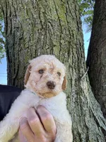 Honey (light blue), a male Goldendoodle for sale in Valparaiso, IN – 2 of 9