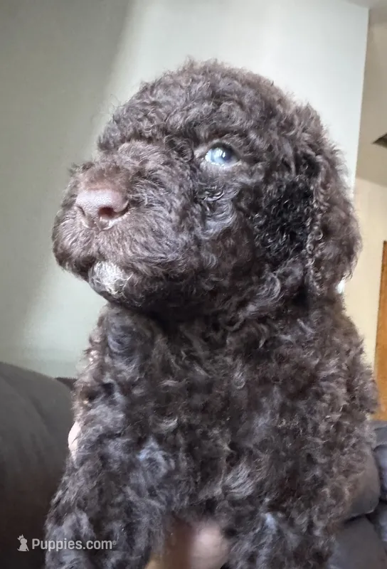 Bumble – Goldendoodle puppy for sale in Valparaiso, IN