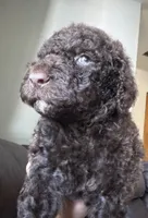 Bumble, a male Goldendoodle for sale in Valparaiso, IN – 1 of 6