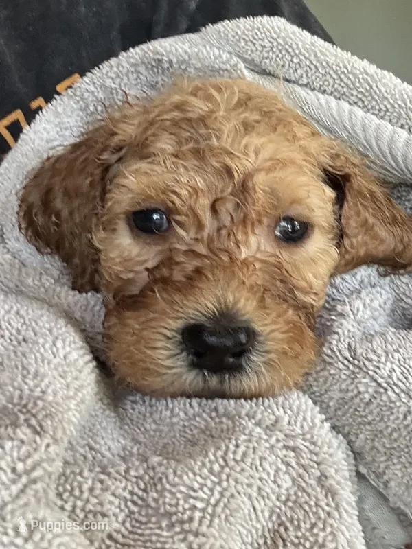 Sunny – Goldendoodle puppy for sale in Valparaiso, IN
