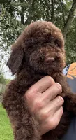 Bear, a male Goldendoodle for sale in Valparaiso, IN – 2 of 9