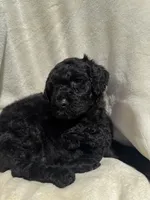 Buzz, a male Goldendoodle for sale in Valparaiso, IN – 5 of 6