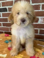 Dolly, a female Bernedoodle for sale in Valparaiso, IN – 1 of 4