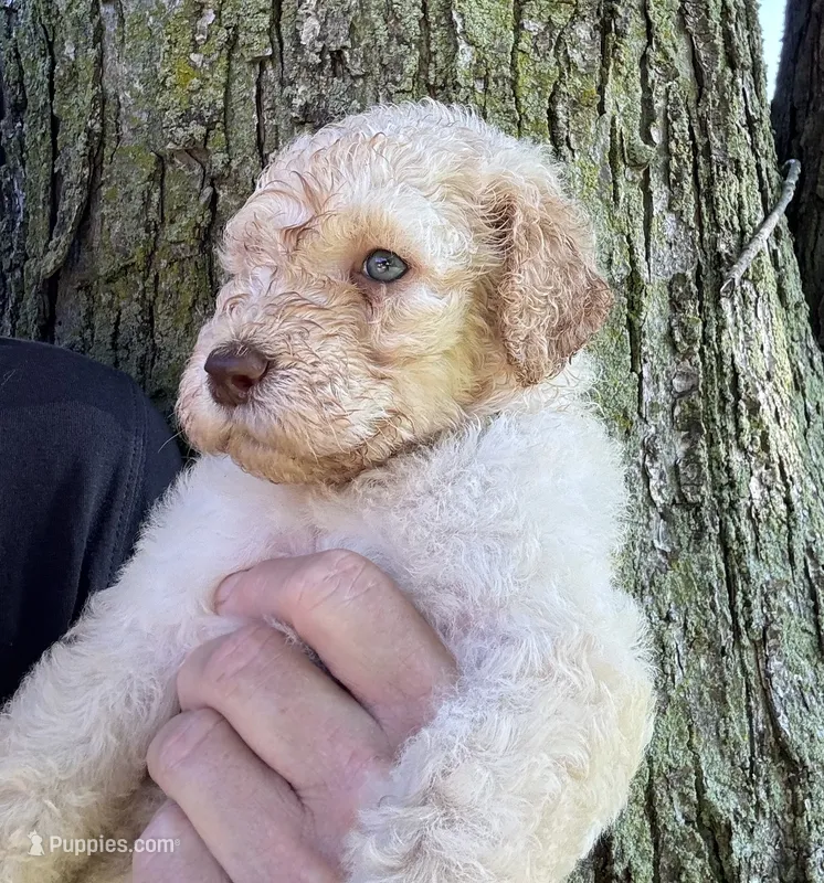 Honey (light blue) – Goldendoodle puppy for sale in Valparaiso, IN