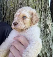 Honey (light blue), a male Goldendoodle for sale in Valparaiso, IN – 1 of 9