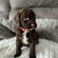 Orange, a female Bernedoodle for sale in Valparaiso, IN – Photo 2 of 2