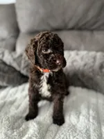 Orange, a female Bernedoodle for sale in Valparaiso, IN – Photo 2 of 2